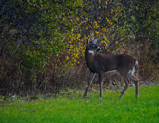 White tail deer after a nap
