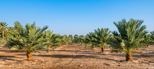Plantation of date palms for healthy food is rapidly developing agriculture industry in desert areas of the Middle East - 392500755