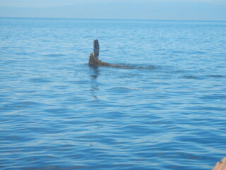 Naklejka premium whale in the water