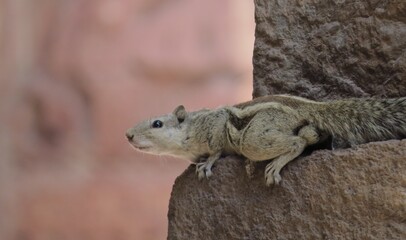 rodent India
