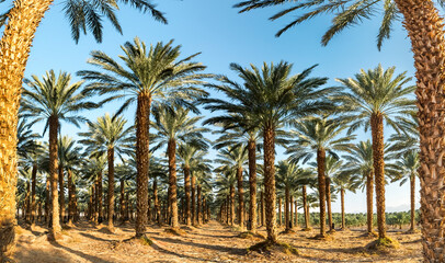 Panorama. Plantation of date palms for healthy food is rapidly developing agriculture industry in desert areas of the Middle East