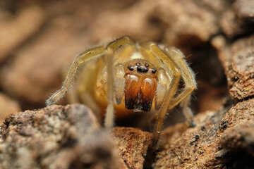 The yellow sack spider Cheiracanthium punctorium. Czech Republic, Europe