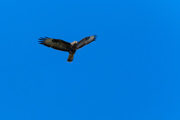 Fototapeta na wymiar Common buzzard in flight on blue sky