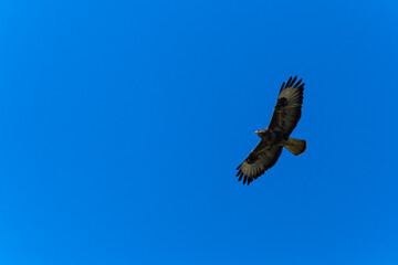 Common buzzard flying in the sky