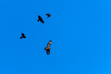 Naklejka na ściany i meble Common buzzard and raven birds flying in the blue sky
