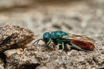 Cuckoo wasp on rock. Czech Republic, Europe