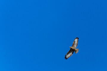 Common buzzard flying in the sky