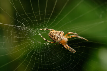 The European garden spider (Araneus diadematus) also called cross spider. Czech Republic, Europe