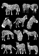 Vector set of zebras isolated on black background, illustration for printing