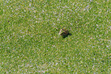 Frog in the water with algae