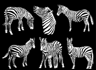 Vector set of zebras isolated on black background, illustration for printing