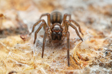 Spider Callobius claustrarius on wood. Czech Republic, Europe