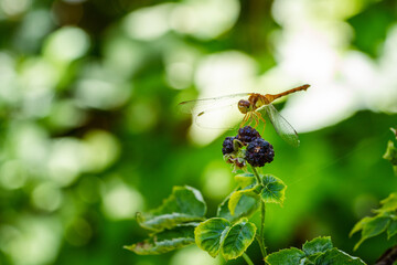 orange dragonfly sitting on blackberries in the forest