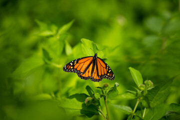 monarch butterfly framed on vibrant green plants