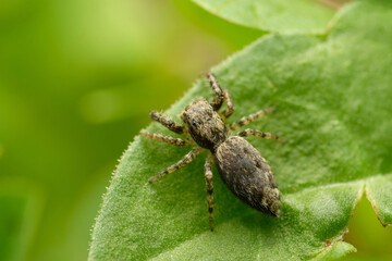 Beautiful jumping spider Marpissa muscosa on leaf. Czech Republic, Europe