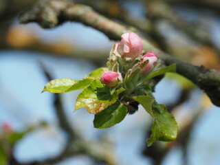 Blüte an Apfelbaum