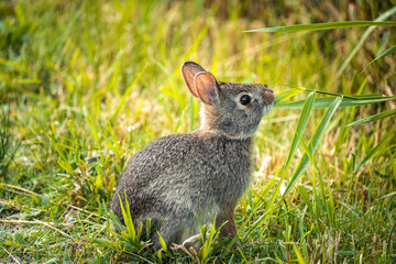 close up of a rabbit eating grass along a trail