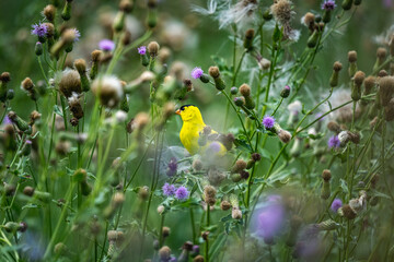 goldfinch framed by wildflowers in a prairie