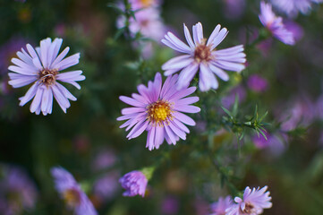 Obraz premium Michaelmas daisy