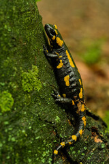 The fire salamander (Salamandra salamandra) on a tree, Czech Republic