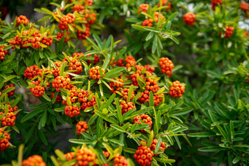 many red berries on a green bush