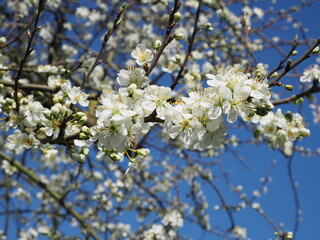 Kirschblüten im Frühling 