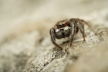 Jumping spider Pellenes tripunctatus on stone, Czech Republic