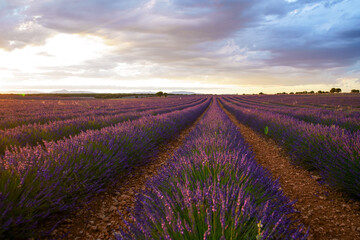 Obraz na płótnie Canvas Lavender Field
