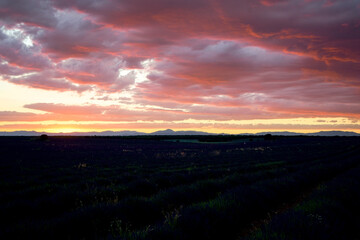 Lavender Field Red Sunset