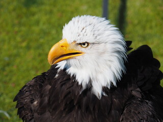 Weißkopfseeadler