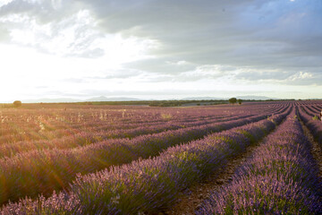 Fototapeta na wymiar Lavender Field at Sunset
