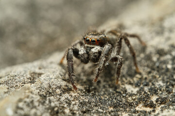 Jumping spider Pellenes tripunctatus on stone, Czech Republic