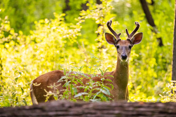 young male deer looking at the camera in the forest
