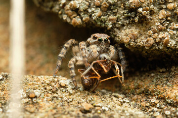 Jumping spider Aelurillus v-insignitus with ant. Czech Republic, Europe