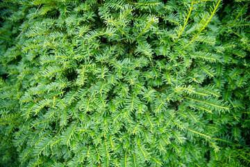 dense green coniferous wall, background image