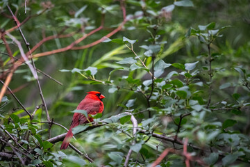 male cardinal on a tree branch in the woods