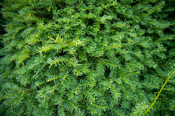 dense green coniferous wall, background image