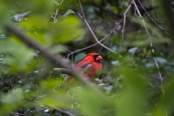 male cardinal bird framed by leaves of a tree