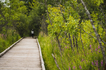 Obraz premium boardwalk through a wetland with a woman in the distance
