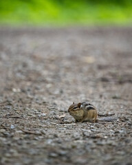 chipmunk exploring a park trail cautiously