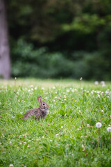 baby rabbit sitting in clover and dandelions in a minnesota park