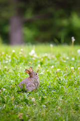 baby rabbit sitting in clover in a minnesota park