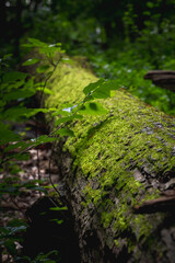 bright green moss growing on a fallen tree next to new growth in the forest