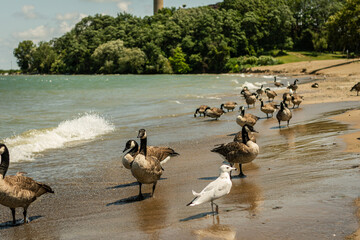 View of seagulls and geese to be on coast of Ontario lake in Pennsylvania