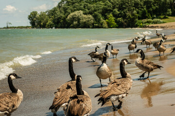 View of seagulls and geese to be on coast of Ontario lake in Pennsylvania