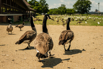 View of running geese to be on sand near Ontario lake in Pennsylvania