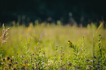 goldfinch on grass in an open prairie