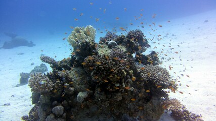 coral reef in the sea