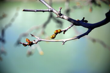Twig with buds, between light and shadow, and blurred  background
