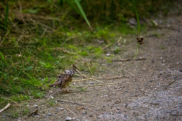 bird on a trail inquisitively looking back at camera